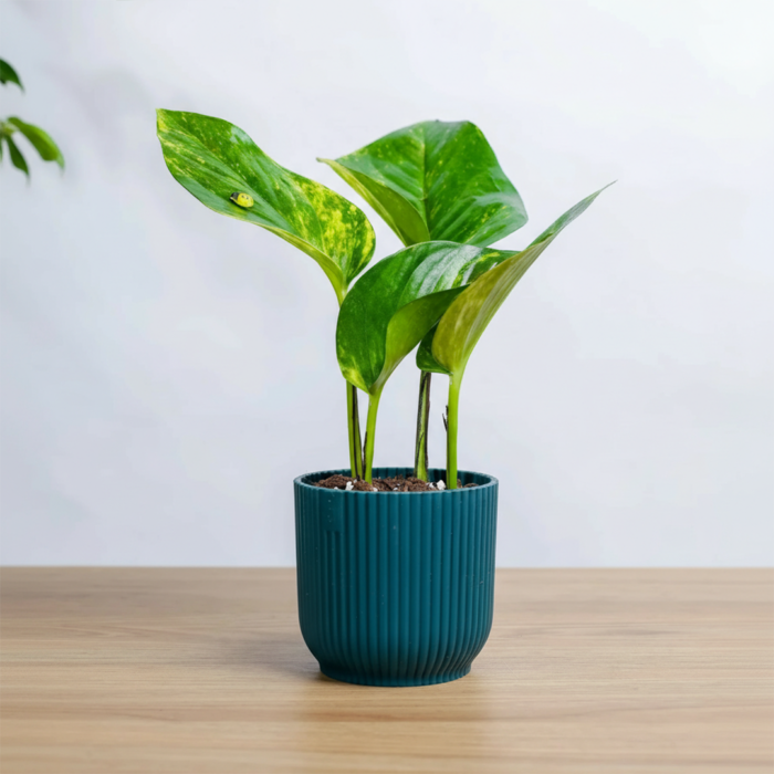 نبتة جولدن بوتس في مركن بلاستيك ازرق