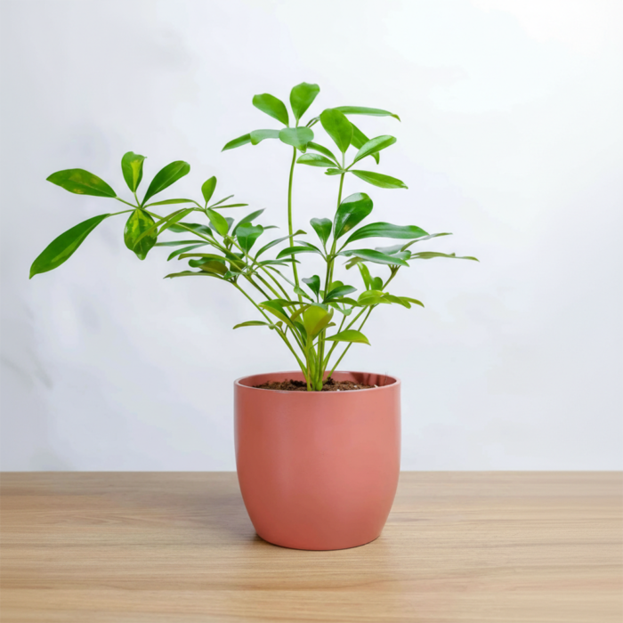 نبتة شفليرا في حوض رخام وردي