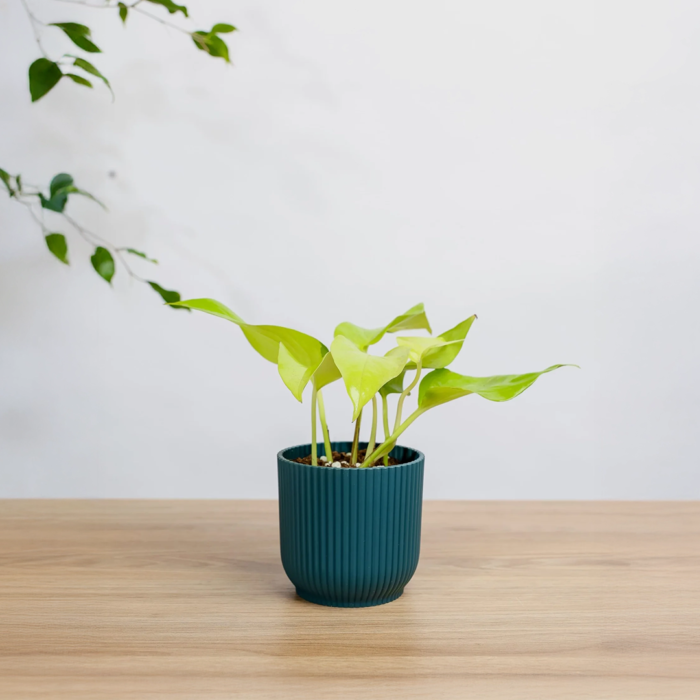 نبتة بوتس نيون في مركن بلاستيك ازرق