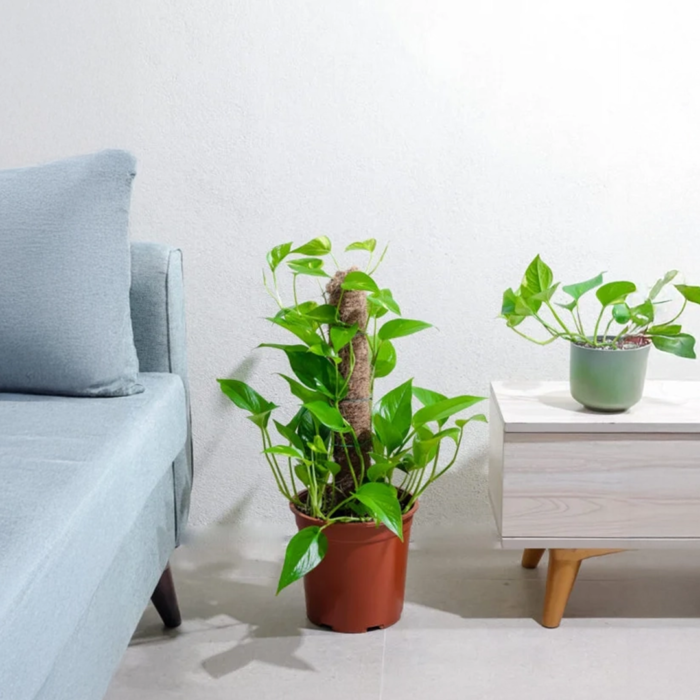 نبتة بوتس جولدن متسلقه صغيرة