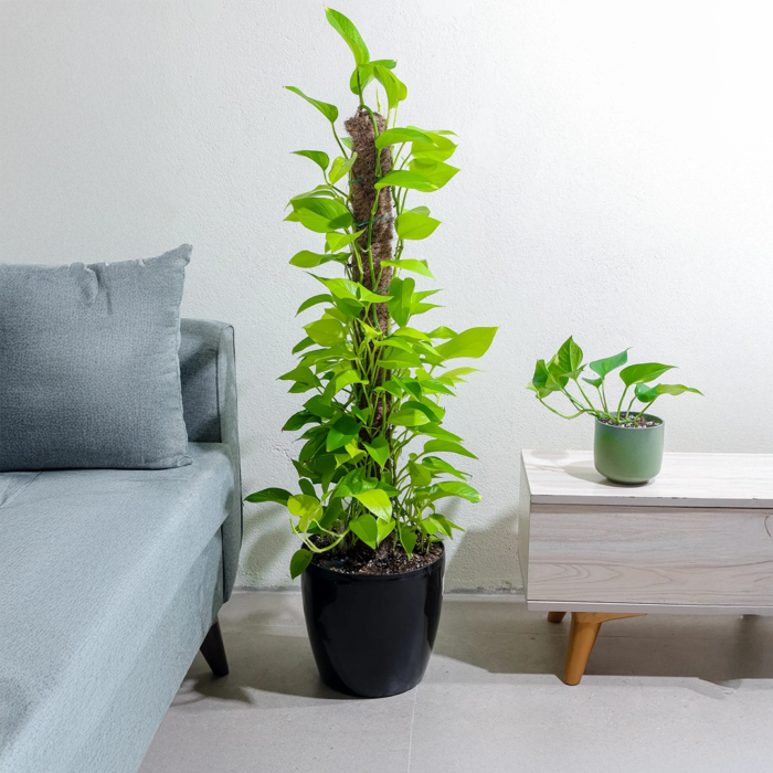 بوتس نيون في حوض ري ذاتي