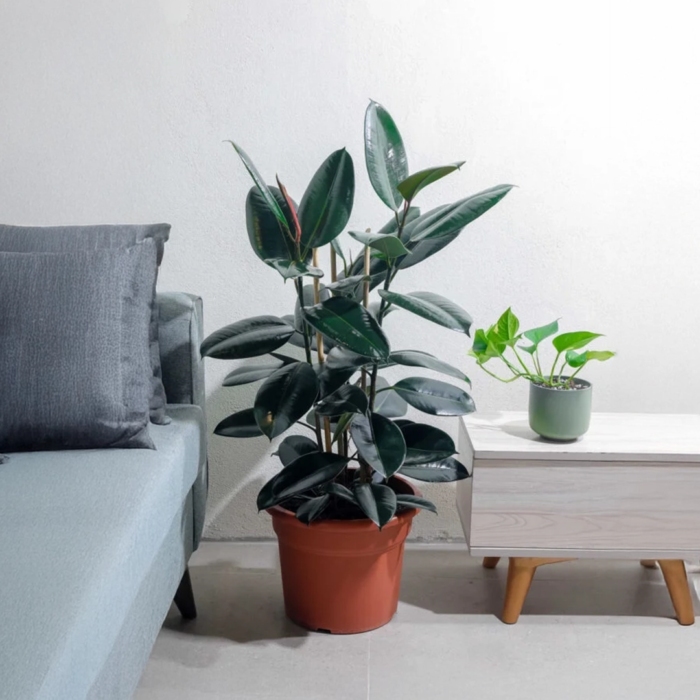 نبتة فيكس مطاط داكنة