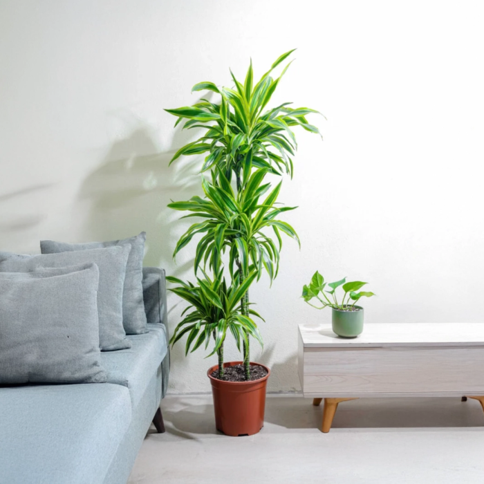 نبتة دراسينا ليمون لايم 3 عود