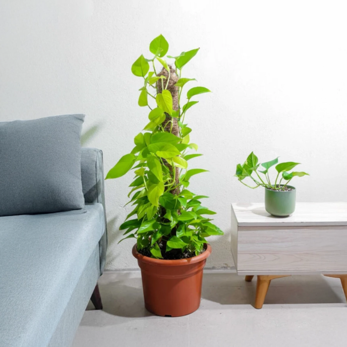 نبتة بوتس نيون متسلقة