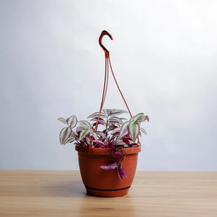 نبتة ترادسكانتيا ( المكحلة ) علاقي 22 سم