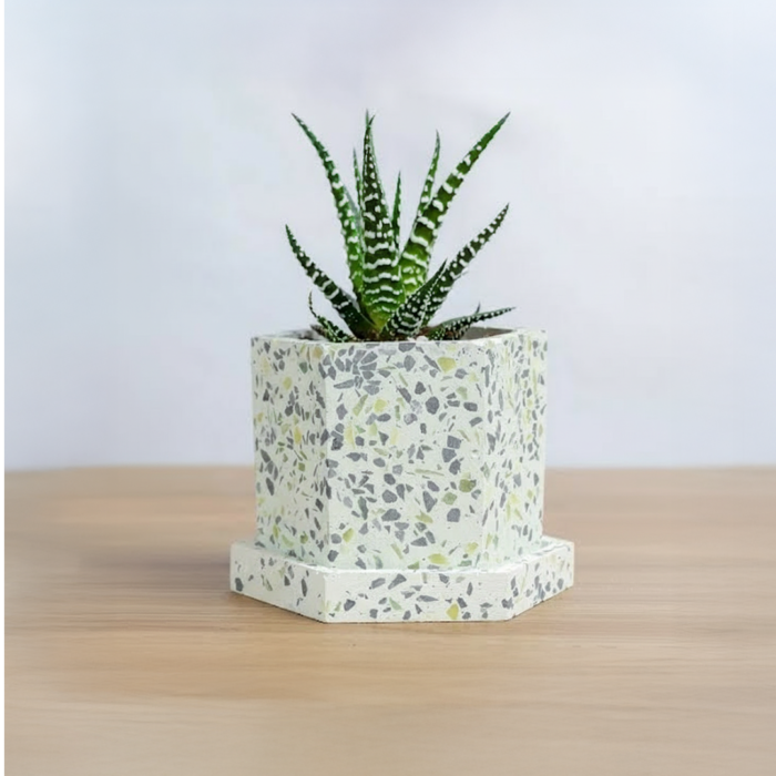 صبار صغير في حوض رخام وقاعده مكعبه رخاميه  9 سم