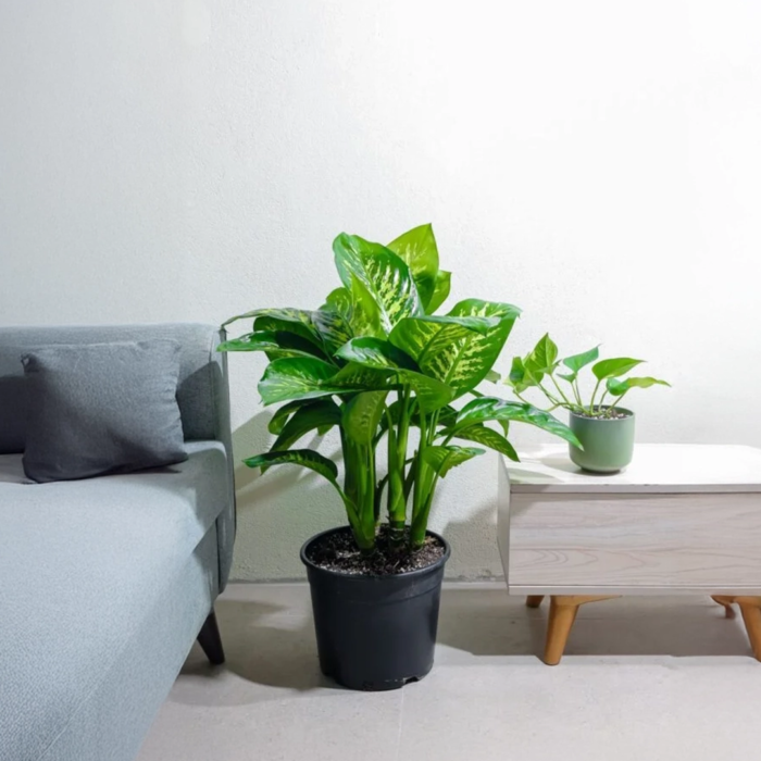 نبتة ديفنباخيا كبيرة