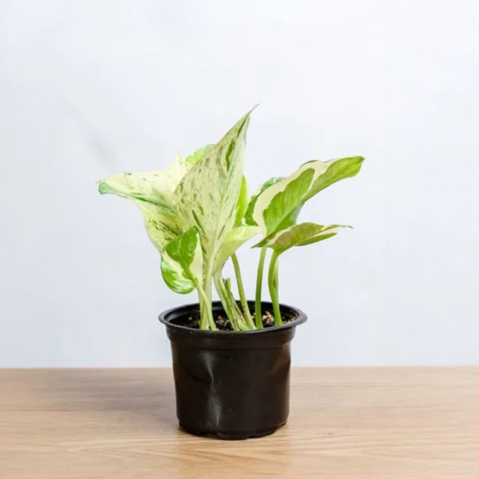 بوتس صغير بانواعه المختلفة 9 سم  - enjoy