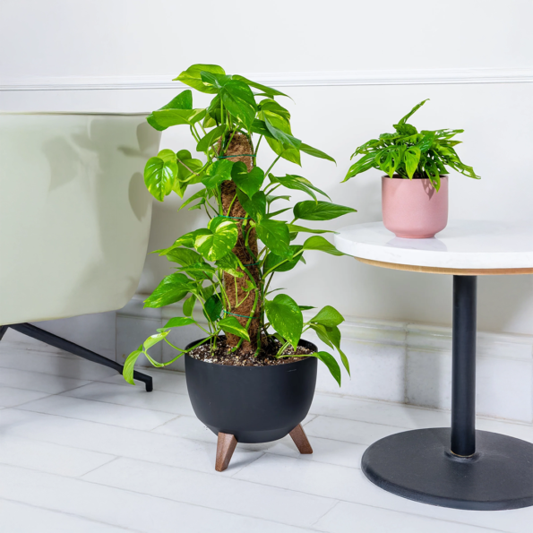 نبات داخلي بوتس 80-90سم