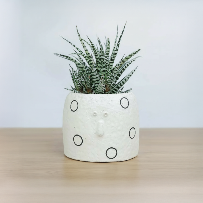 صبار في أصيص سيراميك بوجه مميز