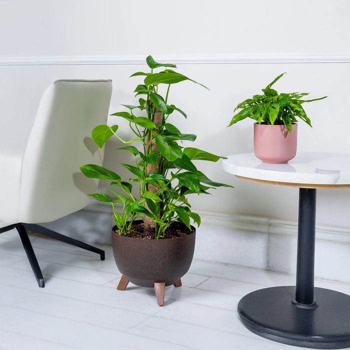 البوتس الذهبي المتسلق