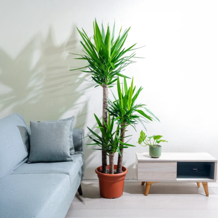 نبتة يوكا 3 عود كبيرة