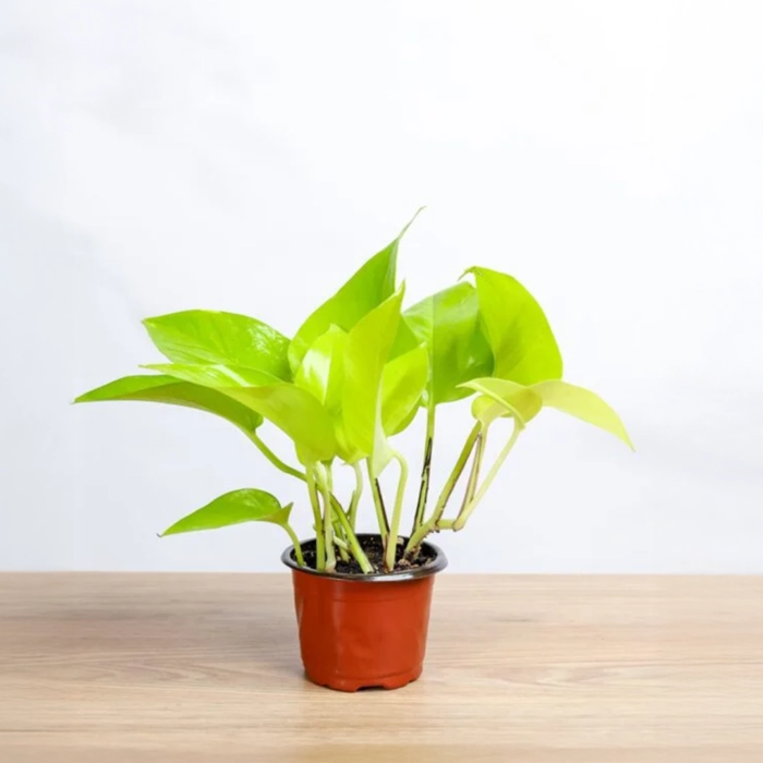 بوتس صغير بانواعه المختلفة 9 سم  - neon