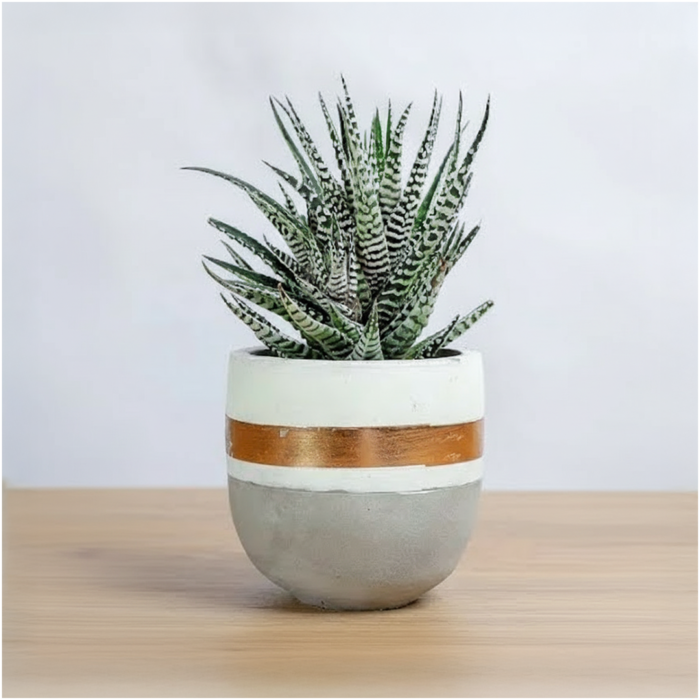 صبار في مركن رخام ابيض وقاعده رمادي 9 سم