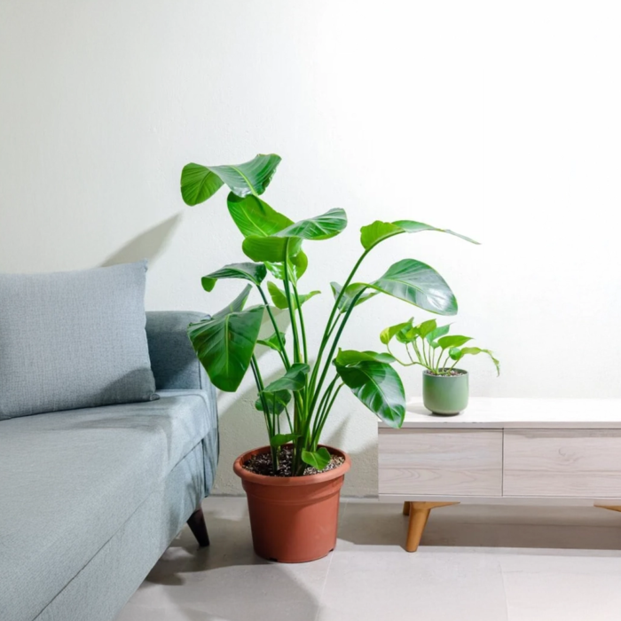 نبتة عصفور الجنه كبيرة