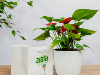 هدية نبتة انتريوم احمر