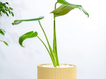 نبتة مونستيرا – القفص الصدري في مركن بلاستيك اصفر