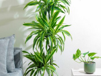 نبتة دراسينا ليمون لايم 3 عود