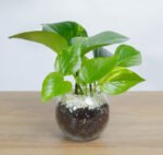 نبتة جولدن بوتس في فازه زجاج 8 سم