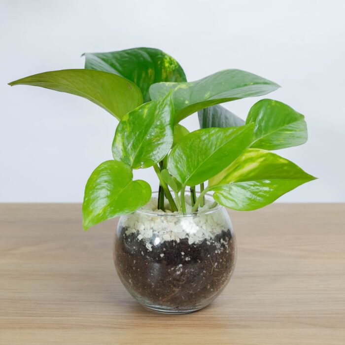 نبتة جولدن بوتس في فازه زجاج 8 سم