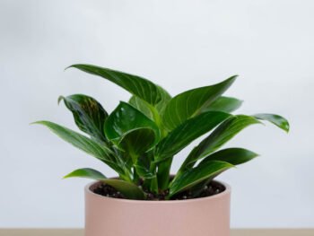 نبتة فيلوديندرون الأميرة الخضراء: هدايا وتوزيعات في الرياض