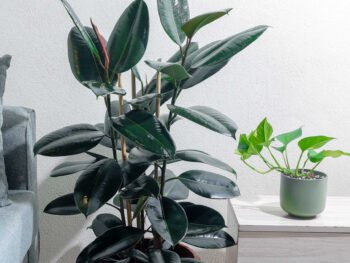 نبتة فيكس مطاط داكنة