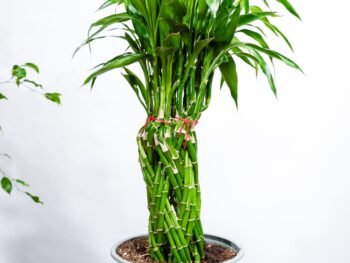 بامبو مجدول في أصيص ابيض