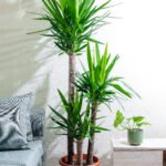 نبتة يوكا 3 عود كبيرة