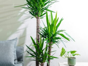 نبتة يوكا 3 عود كبيرة