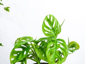 نبتة مونستيرا مونكي ادنسوني