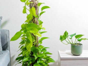 نبتة بوتس نيون متسلقة