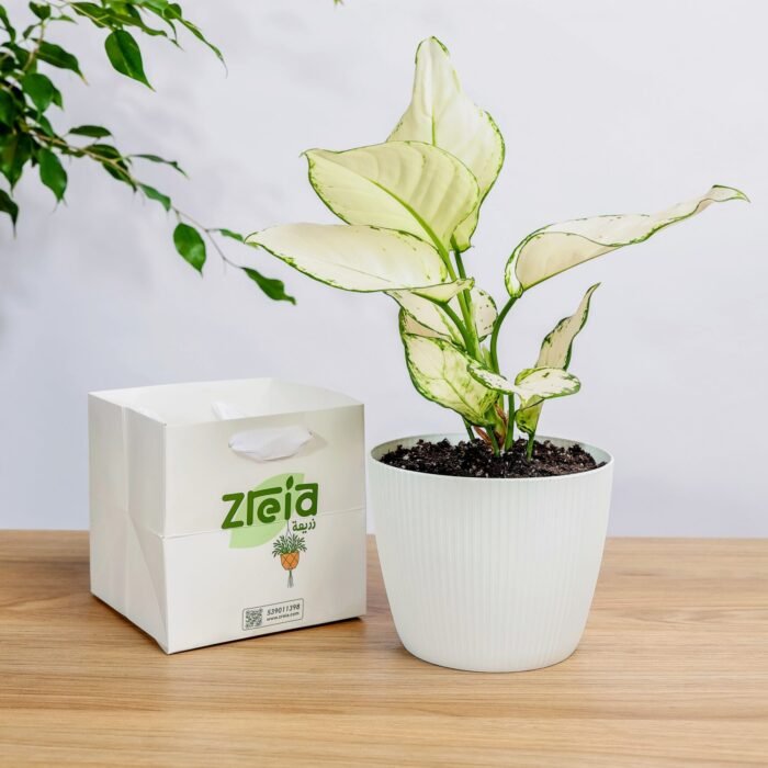 هدية نبتة اجلونيما مبرقشة