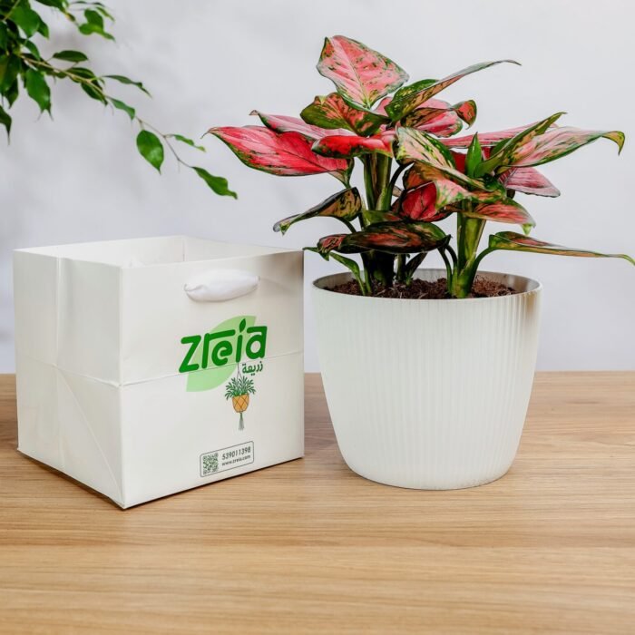 هدية نبتة اجلونيما وردي