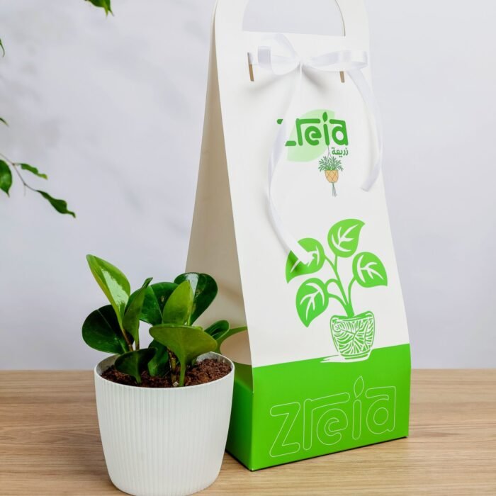 هديه هولدر نبتة الببروميا