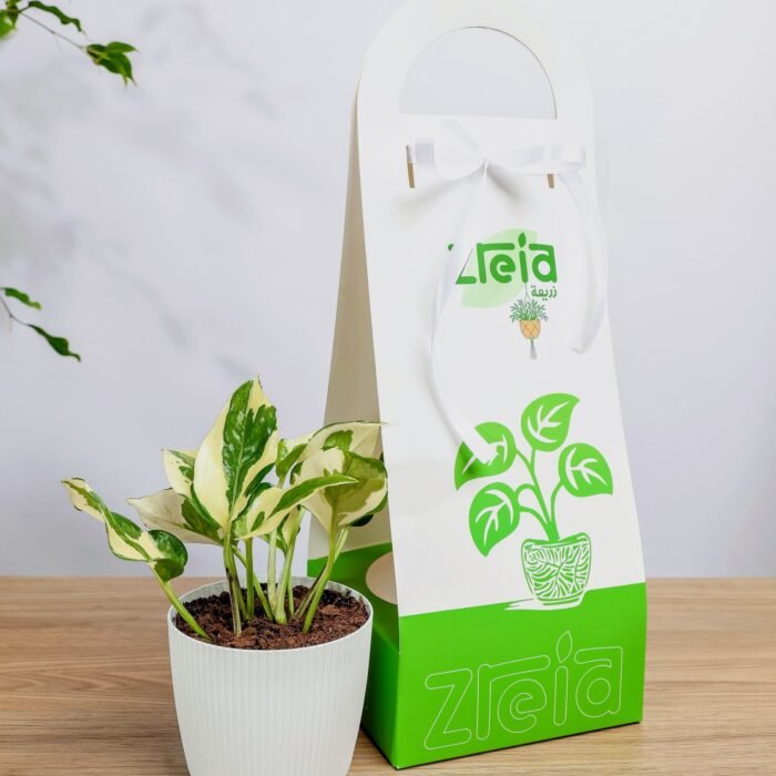 هديه هولدر نبتة بوتس انجوي