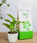 هديه هولدر نبتة بوتس جولدن