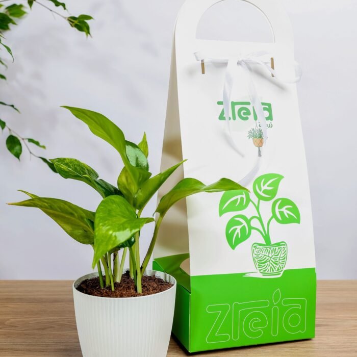 هديه هولدر نبتة بوتس جولدن