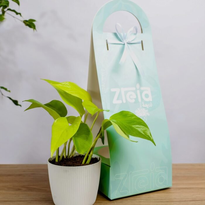 هديه هولدر نبتة بوتس سماوي