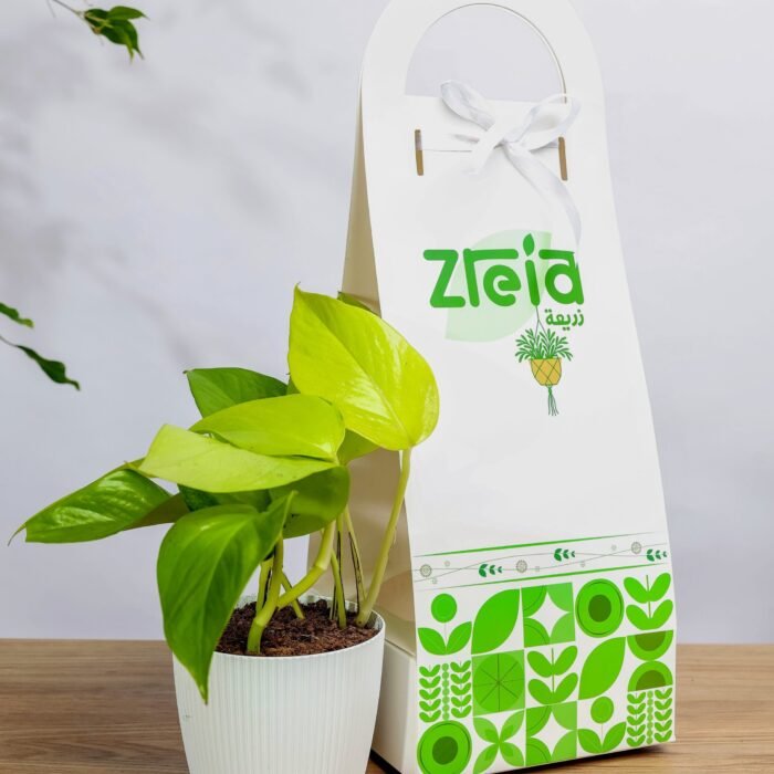 هديه هولدر نبتة بوتس نيون