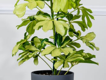 نبتة شفليرا ذهبية في أصيص رمادي