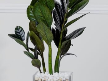 نبتة زاميا سوداء في فازه زجاج مربعة