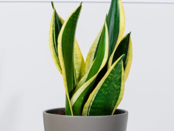 نبتة جلد النمر في أصيص سيراميك بيج غامق