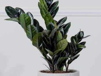 نبتة زاميا سوداء في أصيص سيراميك أبيض