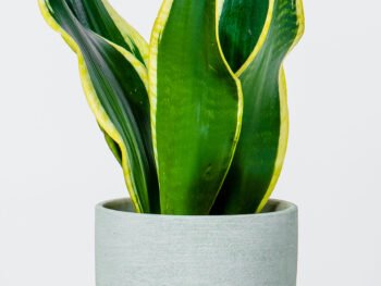 نبتة جلد النمر في أصيص فخار خشن أخضر