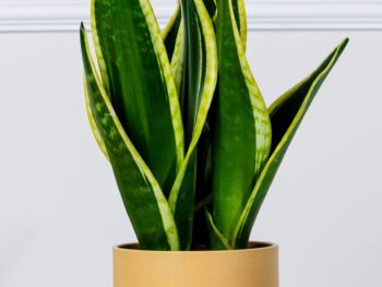 نبتة جلد النمر في أصيص سيراميك أصفر