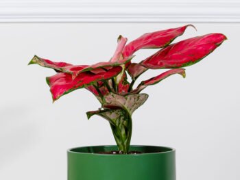 نبتة الاجلونيما الحمراء في أصيص سيراميك أخضر