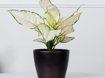 نبتة اجلونيما مبرقشة في حوض سيراميك بني