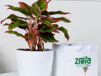 هدية نبتة اجلونيما أحمر مبرقشة