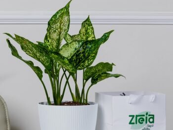 هدية نبتة اجلونيما أخضر مبرقشة