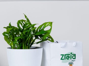 هدية نبتة مونستيرا مونكي